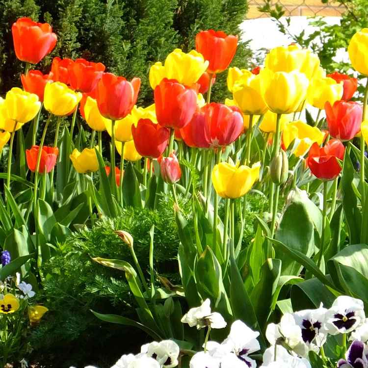 Tulpenblüten, gemischt