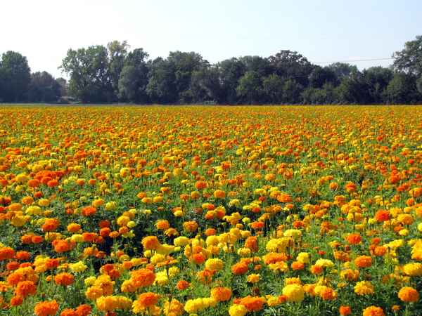 Blumenpracht auf dem Feld