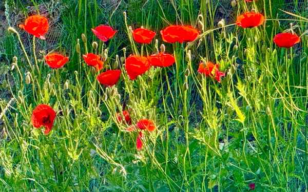 Klatschmohn am Morgen