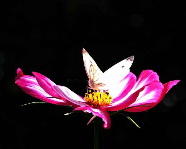 cosmea mit weißling