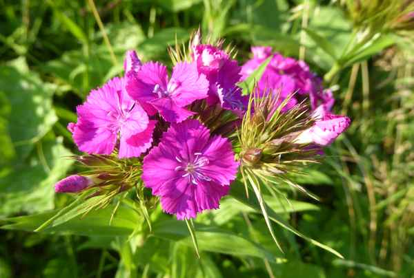 Blumen am Wegrand / 4