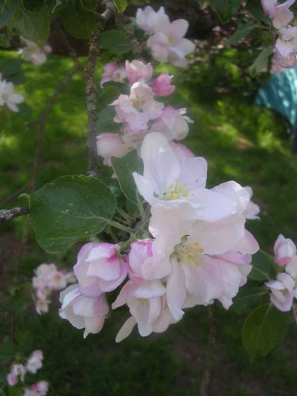 Apfelblüten