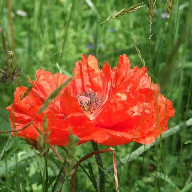 wilder Mohn