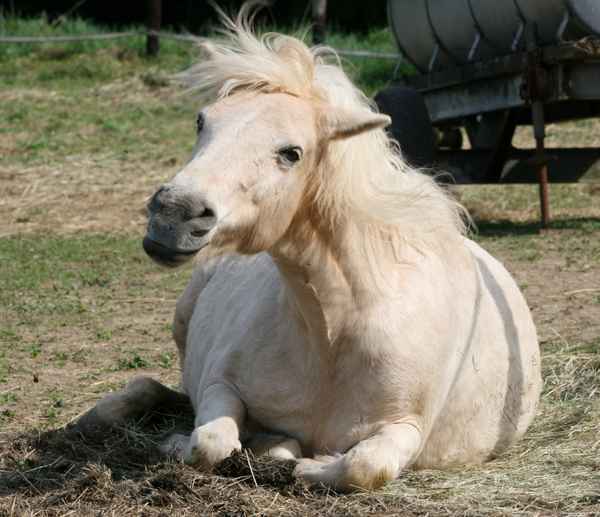 Kopfschüttelnes Pony