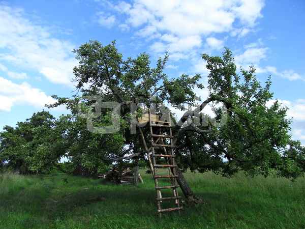 hochsitz im apfelbaum
