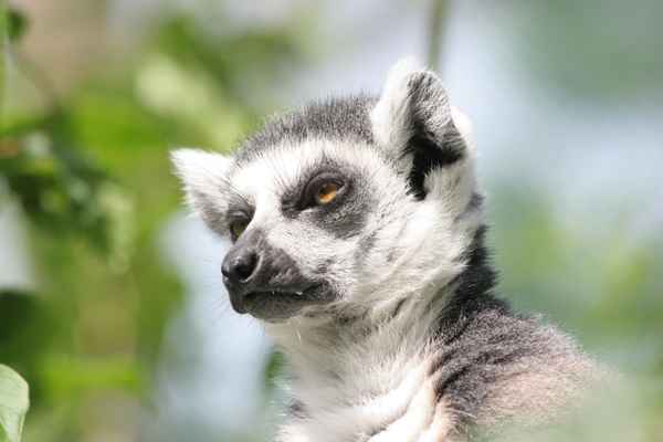 Katta / Lemur