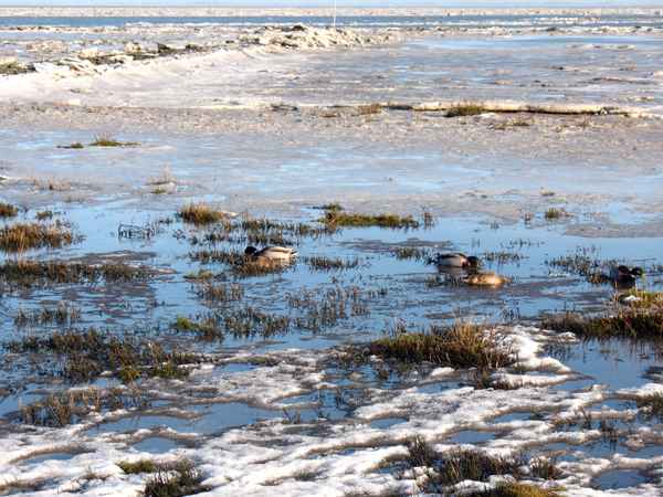 Burhave Enten im vereisten Watt