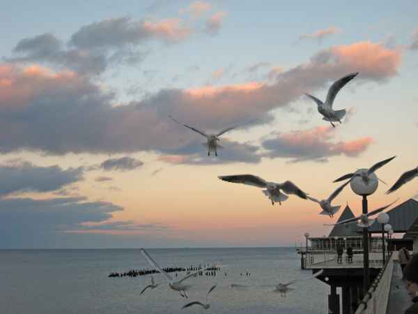 Flugtiere