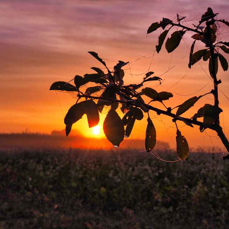 Sonnenaufgang im Pestruper Gräberfeld