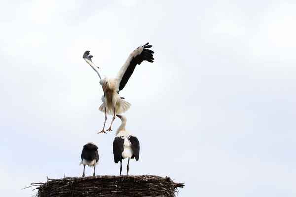 rückkehr vom ersten flug