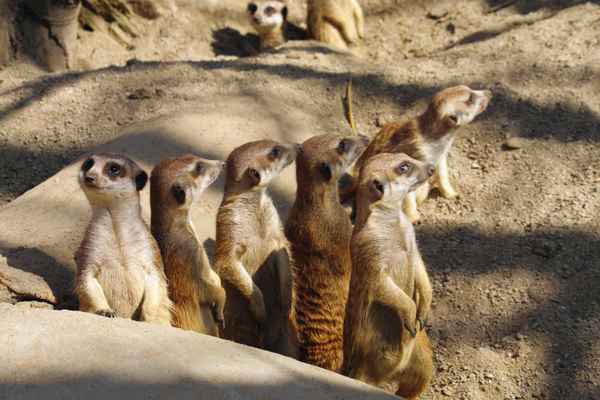 Gruppe Erdmännchen