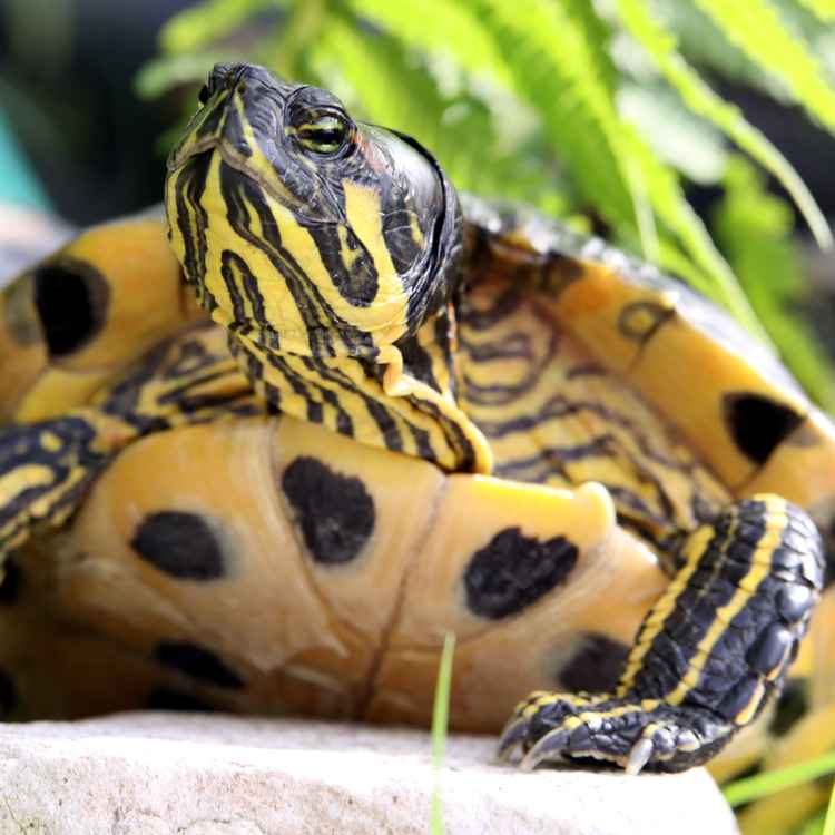 Posieren für die Fotografen