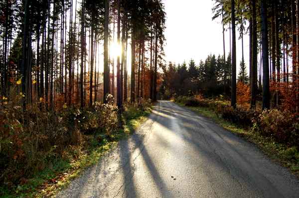 Novembermorgen im Wald