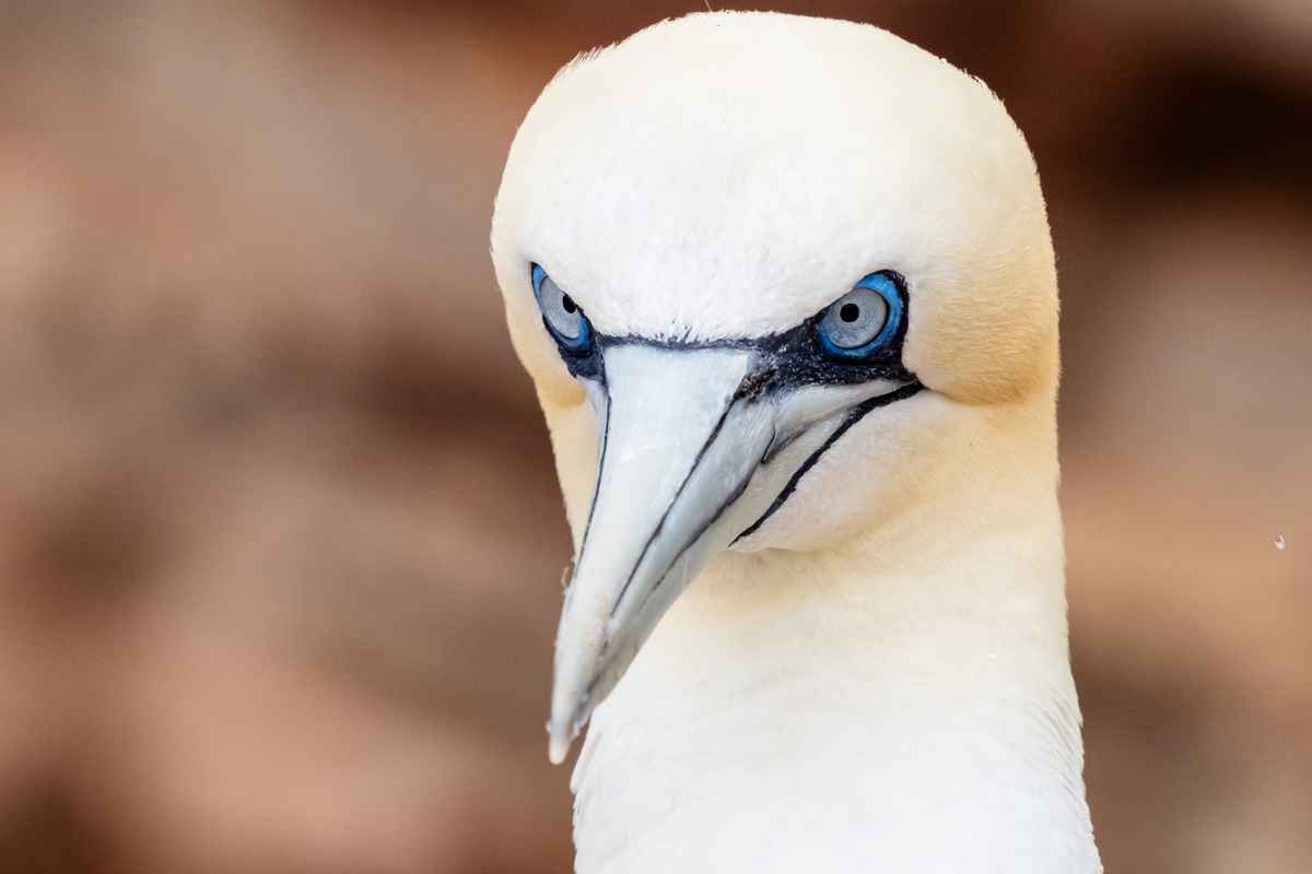 Basstölpel im Portrait