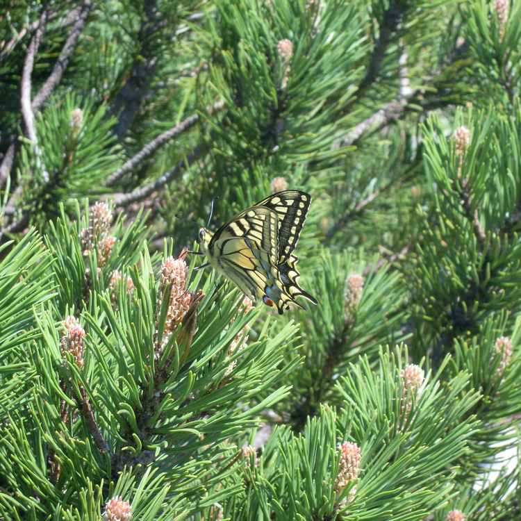 Schwalbenschwanz im Grünen