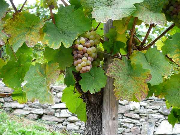 Weinrebe