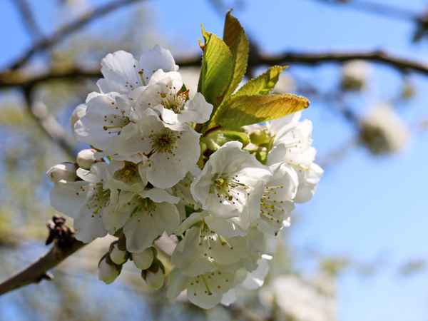 kirschblüte