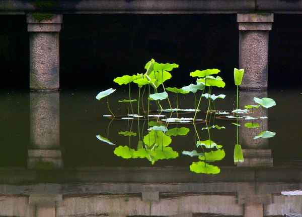 Lotus - ohne Blüte