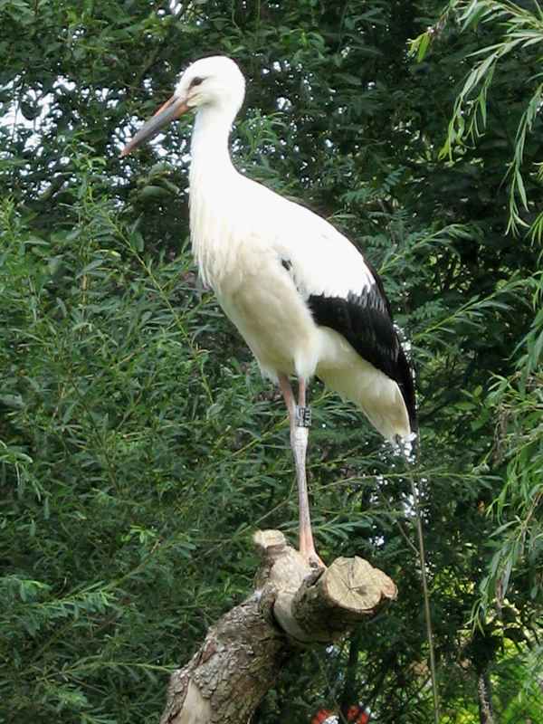 Storch