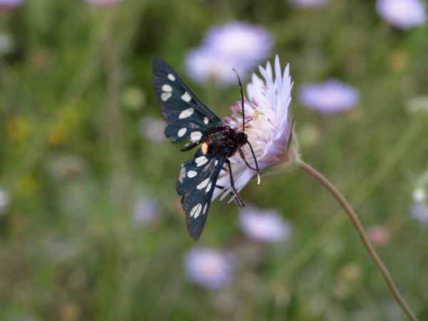 Schmetterling küsst Blüte