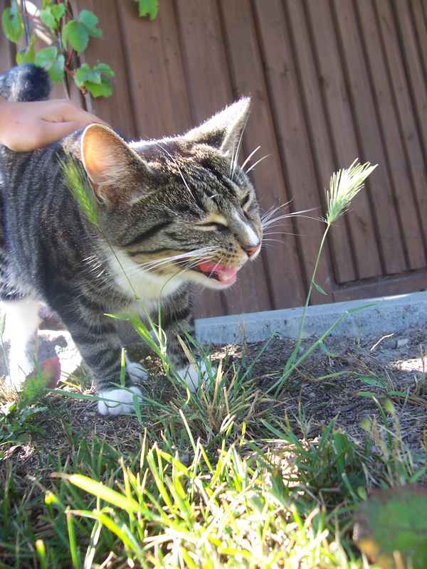 Hust, Hust, hab mich verschluckt!