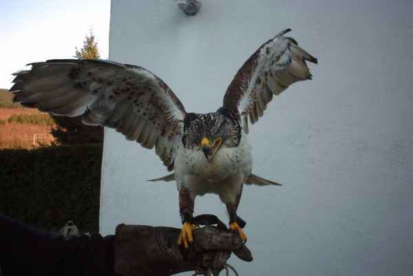 Rauhfußbussard