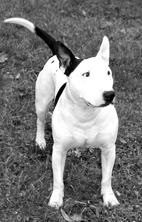Bull Terrier, Hund
