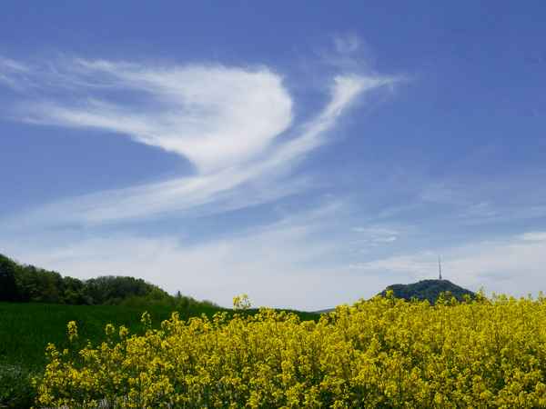 Vogel im Wind
