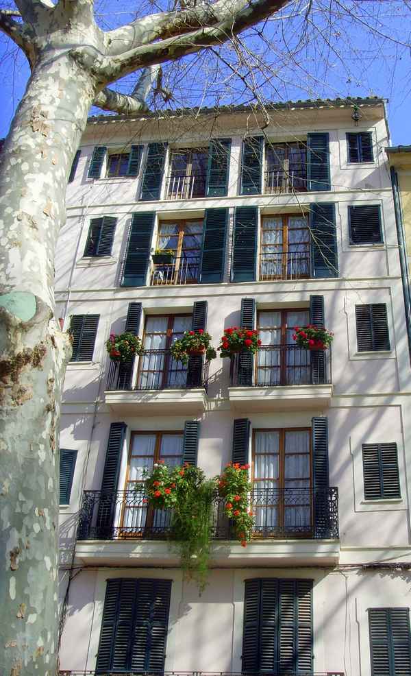 Palma mit offenen Augen sehen