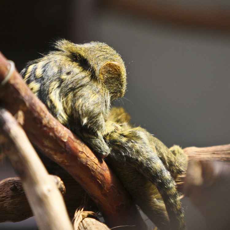 Zwergseidenäffchen-Körperpflege