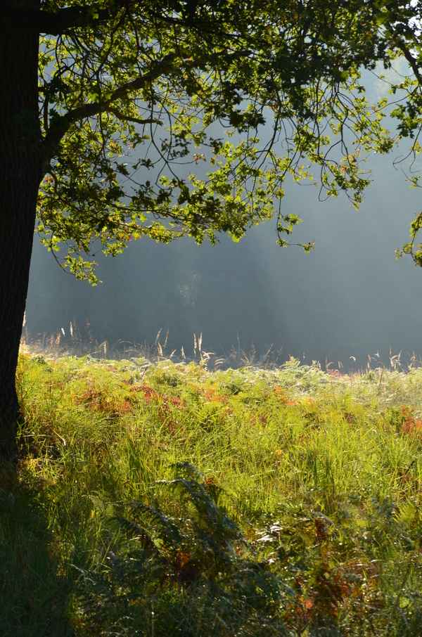 Herbst in der Heide