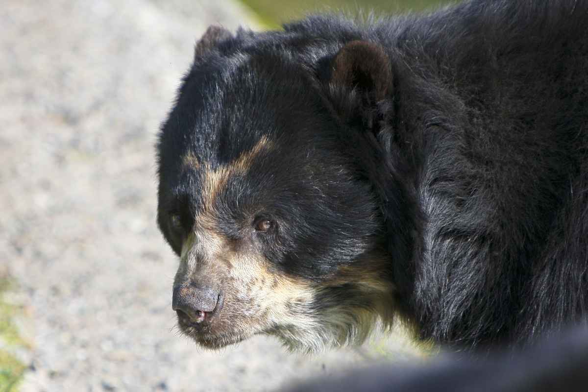 Brillenbär mit Knopfaugen
