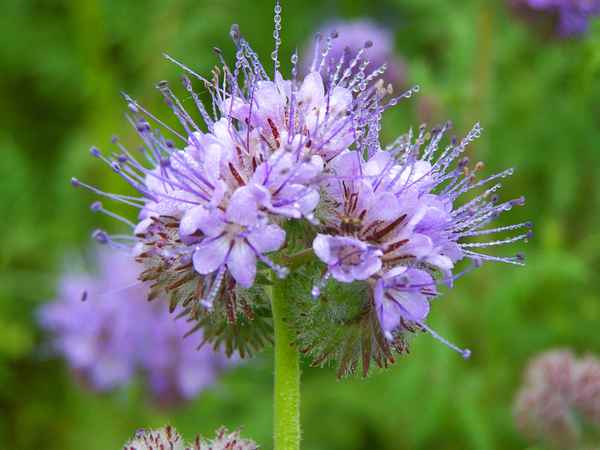 Die Farbe Lila 5