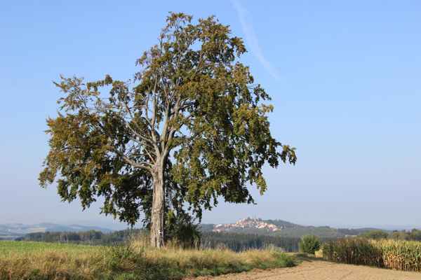 Leuchtenberg mit verletztem Baum