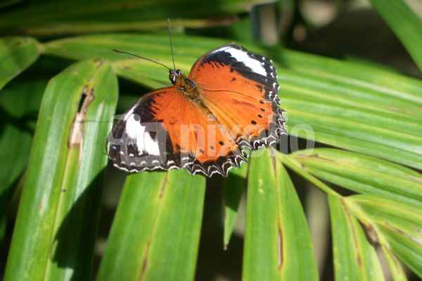 Schmetterling