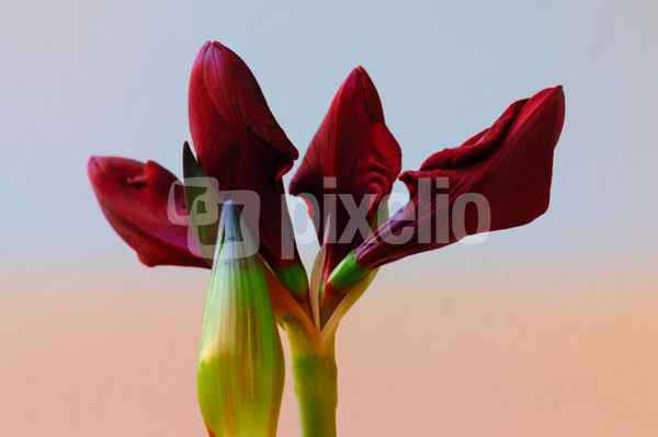 Aufstrebende Knospen