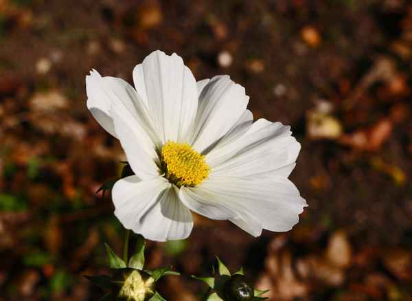 Herbstblüte 01