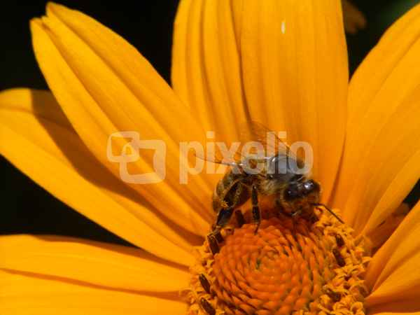 Biene sammelt Pollen