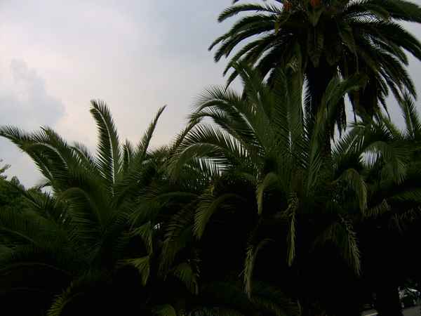 Palmen