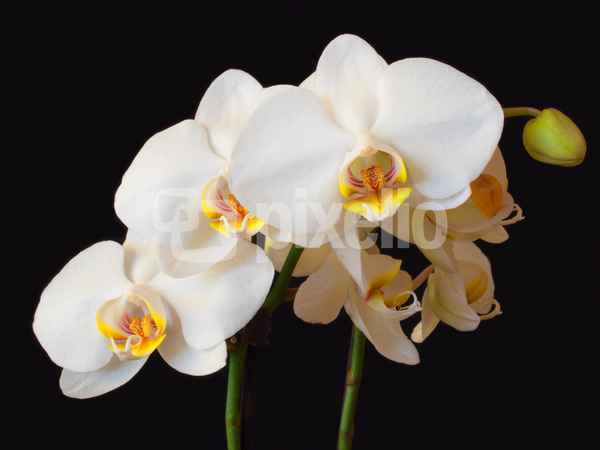 Orchidee