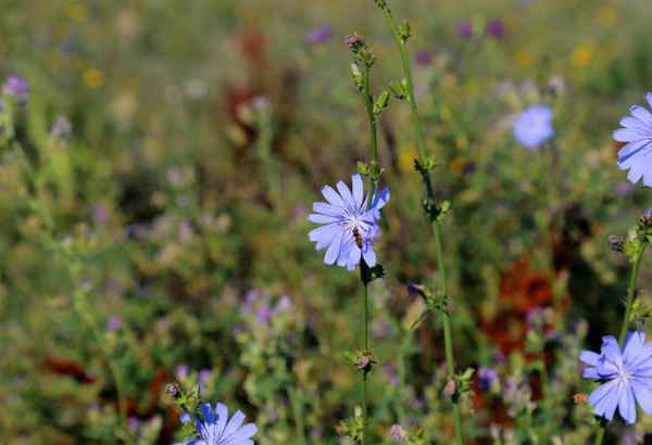 Wegwarte mit Schwebfliege