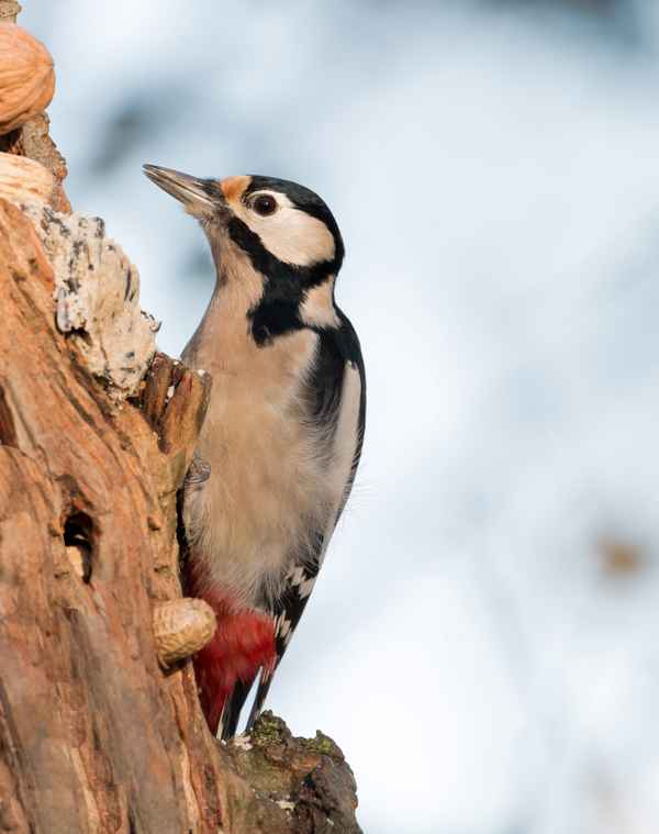 Buntspecht am Futterplatz