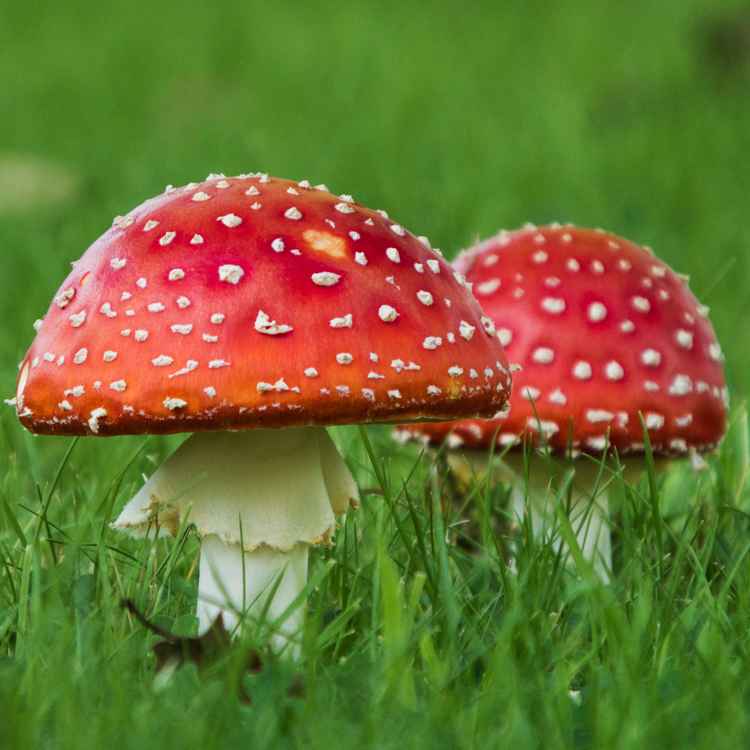 Zwei Fliegenpilze