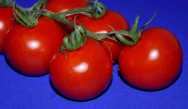 Strauchtomaten (Nahaufnahme)