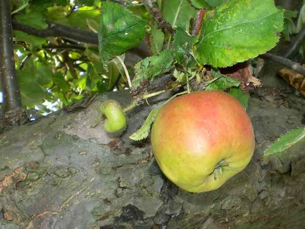 herbstapfel