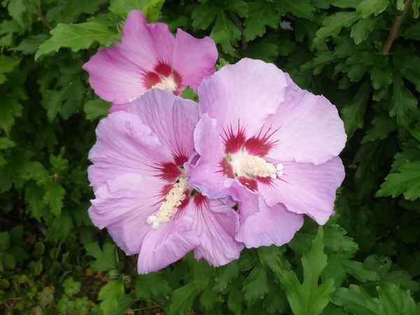 Schöne  Blumen