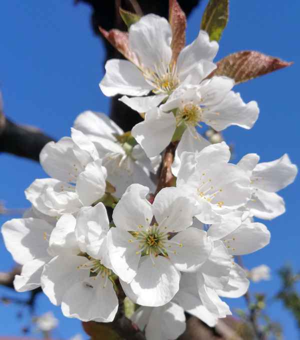 Kirschblüte im April 2020