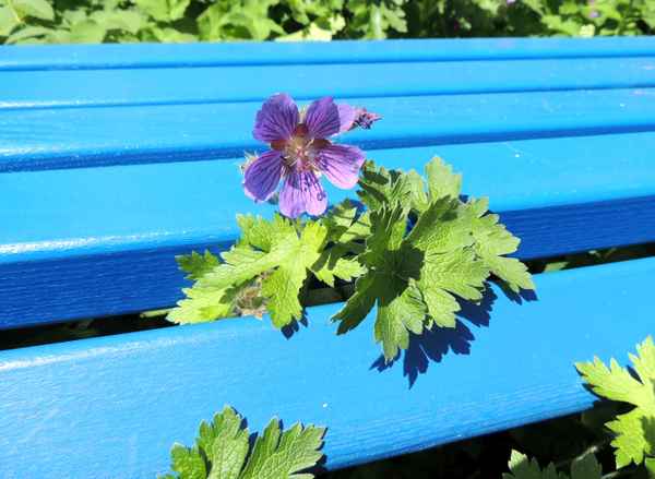 Storchschnabel mit Bank