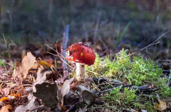Mystischer Fliegenpilz