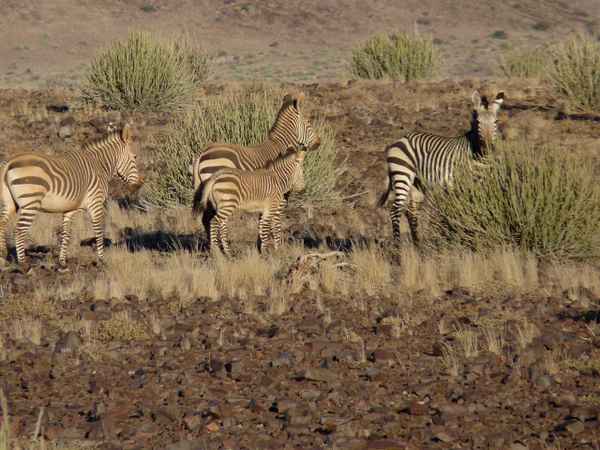 Hartmanns Bergzebra (Namibia) 1